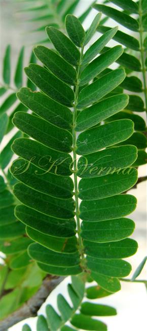  Leaf